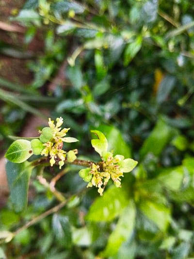A close-up image depicts a section of a plant branch featuring two clusters of small, pale yellow-green florets or buds. The scene is located in Mengzi City, China. Each cluster contains numerous developing flowers with visible yellowish-white stamens. Small, ovate green leaves are present on the branch, some exhibiting minor dark spots. A diminutive, mottled brown organism, approximately 2-3mm in length, is visible nestled within the upper cluster of florets. Fine, translucent strands consistent with spider silk traverse the upper background and subtly intersect the foliage. The background consists of heavily blurred green foliage, indicative of an outdoor, natural environment. No individuals or deliberate actions are depicted.