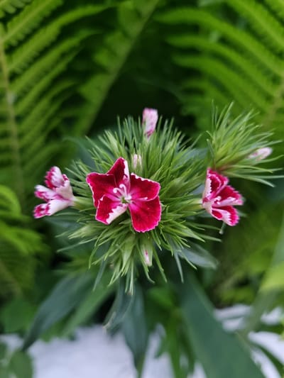 In Kemul, Russia, a close-up, vertical, outdoor photograph captures a cluster of bright pink and white dianthus flowers, also known as sweet williams, against a blurred backdrop of lush green fern fronds. The central flower, positioned slightly to the right of the frame, displays a deep crimson-pink center with white-fringed petals, forming a star-like shape. To its left, another dianthus flower is in partial bloom, its petals edged with the same vibrant pink. Above and to the right, a small, unopened bud of the same flower is visible, hinting at more blooms to come. The foliage of the dianthus is spiky and green, contrasting with the feathery texture of the surrounding ferns. The lighting suggests it is daytime, with natural light illuminating the flowers and creating soft shadows. The overall impression is one of delicate beauty and the vibrancy of nature.