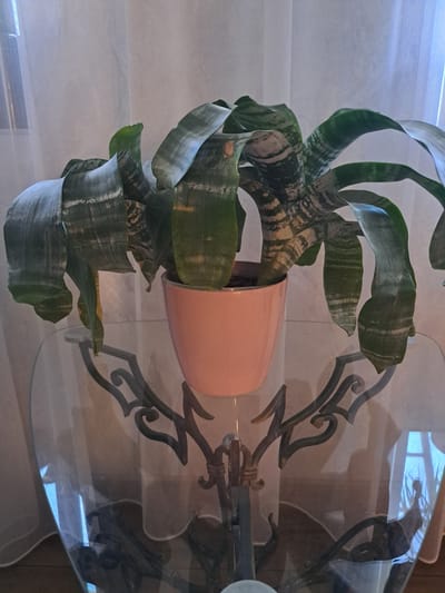 The image shows a snake plant in a light pink pot placed on a glass table. The table has an ornate metal base with decorative swirls. The plant's leaves are variegated green and white, with some appearing to be slightly wilted or curved. In the background, sheer white curtains are visible, suggesting an indoor setting with natural light. The reflection on the glass surface shows a window and hints of furniture. The overall lighting suggests it is daytime. The scene appears to be a domestic environment in Pervomaisk, Ukraine. There is no visible text in the image.