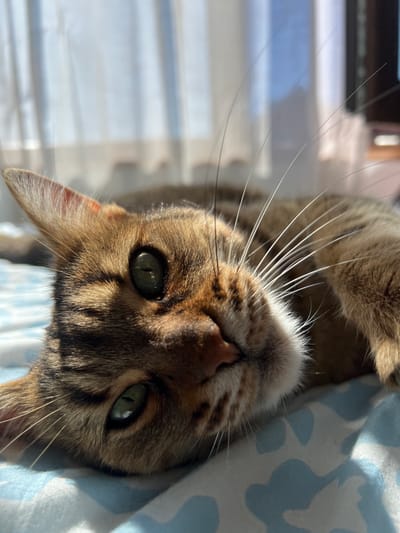 A close-up, upside-down perspective shot depicts a brown tabby cat with green eyes, looking directly at the camera. The cat's whiskers are prominent and bright white. The cat is resting on a blue and white patterned surface, possibly a blanket or pillow. The background shows a window with light streaming through. The image location is unknown, and no evidence indicates Beverwijk, Netherlands.