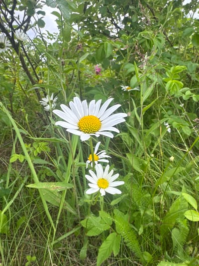 A vertical, medium shot captures a cluster of daisies in a natural setting. The foreground is dominated by three white daisies with yellow centers, one large and in focus, the other two smaller and slightly out of focus. They are surrounded by tall, green grass and other wild vegetation. In the background, more foliage, branches, and a hint of a pink flower are visible. The lighting suggests an overcast or diffused daylight condition. The scene depicts a serene natural environment. The location is the city of Рассвет, Russia.