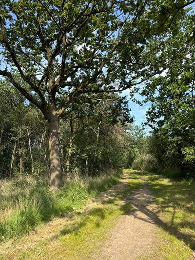 A dirt path winds through a sun-dappled forest on a clear day. Tall trees with lush green foliage form a canopy overhead, casting dappled shadows on the path and the surrounding grassy areas. The path appears to be well-trodden, suggesting it is a frequently used trail. The environment is verdant and natural, characteristic of a park or woodland area. No people or animals are visible in the image. This scene is located in the Turnhout region of Belgium, specifically in the "Groot Schietveld" nature reserve, a former military training ground now known for its diverse flora and fauna and its network of walking trails.