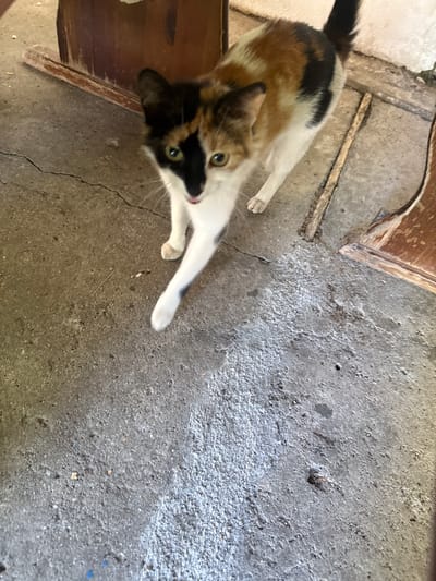 The image depicts a calico cat walking on a rough, grey concrete or packed dirt surface in Sapareva Banya, Bulgaria. The cat, exhibiting black, orange/brown, and white fur patterns, is captured mid-stride with its front left paw extended forward. Its face features distinct vertical coloration, with the left side (from the viewer's perspective) predominantly black and the right side primarily orange/brown and white. The cat's eyes are yellowish-green, and a small portion of its pink tongue is visible. In the background, partially visible on both sides of the cat, are weathered wooden structures, possibly furniture legs or wooden supports. The ground shows several cracks and scattered small debris. The scene is illuminated by ambient light, casting soft shadows.