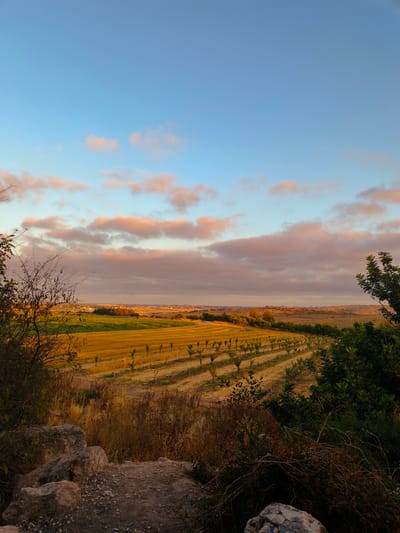 The image captures a tranquil, rural landscape at dusk near Shaalvim, Israel. The sky is a serene gradient of blue, transitioning to hues of pink and orange where scattered clouds are illuminated by the setting sun. In the foreground, dry brush, rocks, and the branches of a bare tree frame the view. A neatly cultivated field stretches into the midground, featuring rows of young palm trees or similar saplings planted in straight lines across a harvested field of golden stubble. Further in the distance, a green field and a cluster of trees are visible, with a faint outline of buildings and a cityscape on the horizon, suggesting the proximity of a larger settlement. The overall atmosphere is peaceful and serene, characteristic of a rural setting at the end of the day.