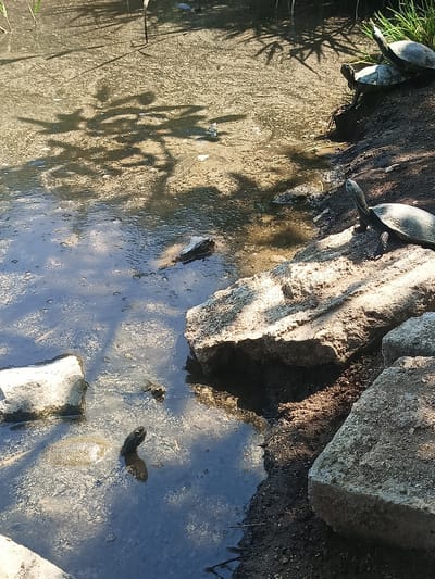 In the city of General Todorov, Bulgaria, a shallow body of water is visible, with a muddy bank on the right side. Several turtles are present. One turtle is on the bank, facing right, its head extended. Behind it, another turtle is partially visible, also on the bank. A third turtle is in the water, its head and neck emerging from the surface. Further to the left in the water, a large rock is partially submerged, and another turtle's head is visible just above the water's surface, facing left. Shadows of vegetation are cast across the water and the bank. The water is murky and appears to have some debris on its surface.