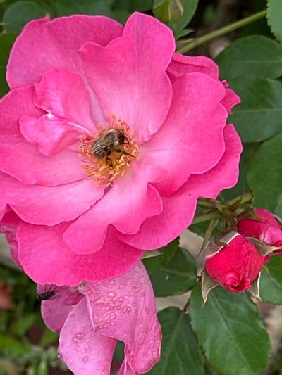 A close-up, eye-level, outdoor shot features a vibrant pink rose in full bloom, its petals slightly unfurling. A bee is actively engaged in pollinating the flower, its body nestled amongst the yellow stamens in the center of the bloom. To the right of the main rose, two small, unopened pink rosebuds are visible, their tips a deeper shade of red. The background is a blur of green leaves and hints of other foliage, suggesting a garden setting. A fly is perched on a drooping, faded pink petal in the lower left quadrant of the image. The scene is devoid of human presence or any indication of a specific urban location like Novogorbovo, Russia.