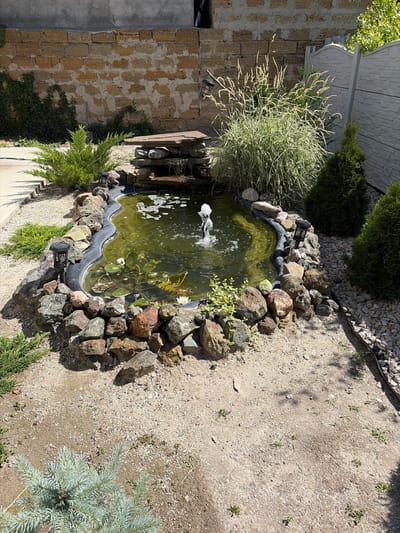 This image depicts an outdoor scene, likely a garden or backyard, with a focus on a small, ornamental pond. The pond is filled with murky green water and features a small fountain with water spraying upwards. Several water lilies with white blossoms and green pads are floating on the surface. The pond's edge is surrounded by a variety of rocks and stones of different sizes and colors.

To the left of the pond, a section of a light-colored, rough-hewn stone wall is visible, with some greenery, possibly ivy, growing on it. A large, bushy ornamental grass with long, feathery plumes stands prominently near the pond. Adjacent to the pond, there are several small evergreen plants. The ground surrounding the pond is covered in gravel and dirt, with scattered small plants and pebbles.

In the background, a light-colored, textured wall or structure can be seen, along with more evergreen shrubs. The lighting suggests it is daytime, with sunlight casting shadows, indicating a clear and sunny day. The overall impression is a tranquil, possibly well-maintained, outdoor space designed for aesthetic appeal. There is no visible text in the image.