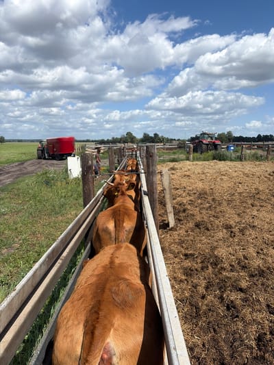 A herd of brown cattle are in a wooden pen, with a person standing near the entrance of the pen. In the background, a red tractor with a trailer is visible on a dirt path. Another tractor is parked in a field. The scene appears to be a farm in the city of Witnica, Poland. The sky is blue with white clouds. The ground is covered in grass and hay.