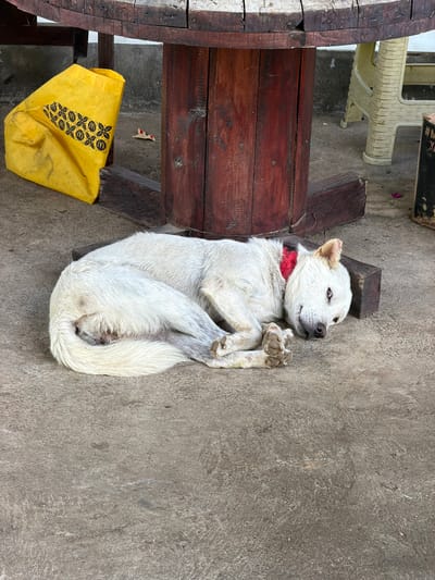 In Selemadeg Timur, Indonesia, a white dog with a red collar is sleeping on a concrete surface. The dog is lying on its side, curled up, with its head resting on a wooden block. To the left of the dog, a yellow bag with a black patterned design is placed near the base of a large wooden table. The table is supported by thick wooden posts. In the background, a beige plastic chair is visible, along with a darker object that may be a trash bin. The ground is made of concrete, and there are some small debris scattered around.