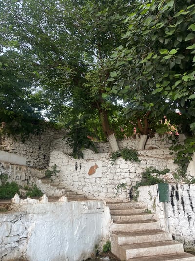 This image depicts a tiered outdoor stairway ascending alongside a whitewashed stone wall, common in the city of El Hajeb, Morocco. Lush green trees with dense foliage overhang the scene from above, their branches casting shadows. The stone wall is rough-hewn and appears old, with some sections painted white. Along the wall, a small, reddish-brown decorative relief of a pitcher or vase is visible. The stairway itself is made of concrete, with worn steps indicating frequent use. Small green plants and some weeds are growing in the crevices of the wall and at the base of the stairs. A green rectangular sign is mounted on a post near the top of the stairs. The overall impression is of an old, possibly historical, outdoor space that is still in use, integrated with the natural environment of trees and vegetation.