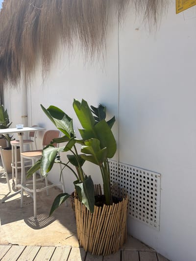 The image depicts an outdoor seating area with a white wall and a thatched overhang. In the foreground, a large potted plant with broad green leaves is placed in a bamboo planter. To the left, a white high-top table is set with a small white dish and three white bar stools with woven seats. Beyond this, another similar table and chairs are visible. The ground is a mix of concrete and wooden planks. Sunlight casts distinct shadows of the table and chairs onto the concrete. A white ventilation grate is set into the lower portion of the white wall. A yellow sign with text is affixed to the upper right portion of the wall. The overall scene suggests a restaurant or cafe setting in a sunny, possibly coastal, environment. This scene is likely located in Sant Josep de sa Talaia, Spain, given the prevalence of outdoor seating areas and Mediterranean architectural elements often found in the region, especially during warmer months. There are no people present in the image.