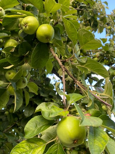The image shows a close-up view of green apples growing on a tree in Leipyasuo, Russia. The apples are in various stages of development, with some appearing smaller and less ripe than others. The leaves of the tree are a vibrant green, and the branches are bare and twisted. In the background, the sky is a clear blue. There are no people or animals visible in the image. The overall scene is one of natural abundance and growth.