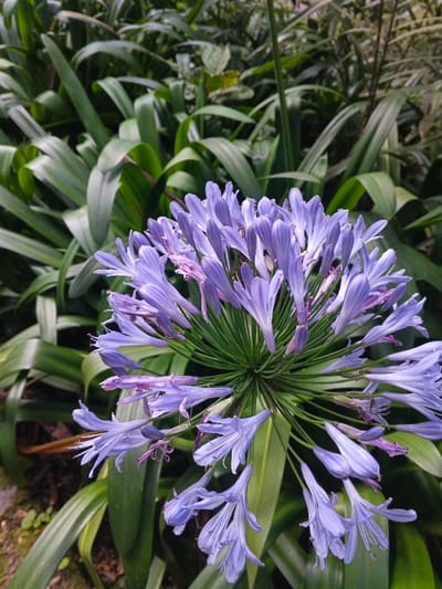 The scene is observed in Stueng Saen, Cambodia. The primary subject is a dense, spherical inflorescence composed of numerous light purple to lavender tubular florets, consistent with an Agapanthus plant, positioned centrally in the frame. Individual florets exhibit varying stages of bloom, some fully open with visible stamens, while others appear partially closed or slightly withered at the tips. The central stalk structure supporting the florets is green and radiates outwards. The background consists of out-of-focus, lush green foliage with broad, elongated leaves, creating a natural, verdant backdrop. No individuals, actions, interactions, or human-made objects are present within the frame.