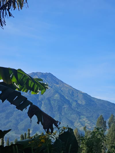 The image captures a serene landscape in Kledung, Indonesia, dominated by a majestic mountain under a clear blue sky. In the foreground, large, lush green banana leaves, some tattered and dried, partially obscure the view, creating a natural frame. The leaves are positioned prominently, with their vibrant green contrasting against the softer hues of the distant mountain.
The mountain itself, with its gentle slopes and verdant cover, rises impressively in the mid-ground. Its surface displays subtle variations in color, suggesting terraced fields or natural vegetation patterns. Scattered trees, appearing as dark green vertical shapes, dot the lower slopes and the foreground.
In the immediate foreground, a cluster of small yellow flowers adds a touch of delicate color to the scene. The overall impression is one of tranquility and natural beauty, typical of a rural mountainous region. The lighting suggests it is likely morning or late afternoon, with the sun casting a soft glow on the landscape. No people or specific structures are visible, emphasizing the natural, undeveloped character of the scene.