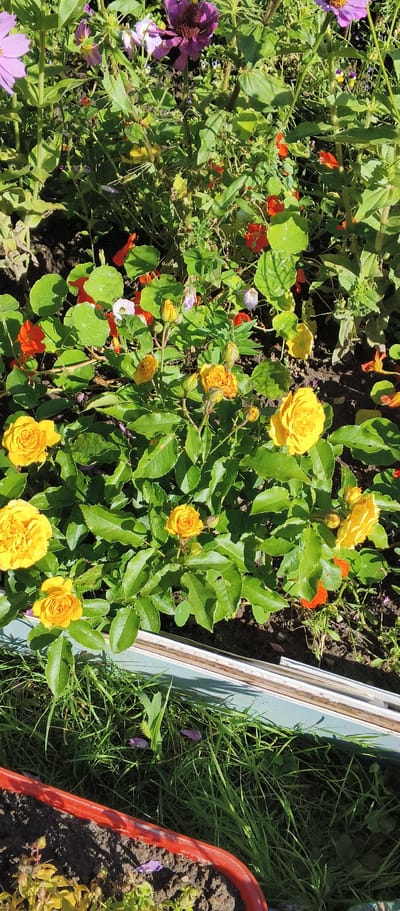 The image displays a close-up view of a flowerbed in Kondrovo, Russia, bathed in sunlight. In the foreground, a collection of yellow roses in various stages of bloom and bud are prominent, nestled amongst lush green foliage. Scattered throughout the flowerbed are small orange nasturtiums and purple flowers, some appearing wilted. The ground beneath the plants is dark soil. A section of what appears to be a light blue planter box or raised garden bed is visible along the bottom edge of the image, with a red planter edge in the lower left corner. The overall scene depicts a well-maintained garden area with a variety of flowering plants. There are no people or animals present in the image.