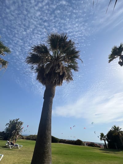 In the city of Tarifa, Spain, on a sunny day, a tall palm tree dominates the foreground, its trunk textured and its fronds lush. In the background, a clear blue sky is adorned with wispy white clouds, creating a picturesque scene. The ground is covered with vibrant green grass, and several lounge chairs are visible, suggesting a relaxing atmosphere. Farther in the distance, numerous kites of various colors are being flown, indicating that the location is a popular spot for kitesurfing or kiteboarding. The ocean is visible beyond the grassy area, adding to the coastal ambiance. The overall impression is one of a lively and beautiful day at the beach.