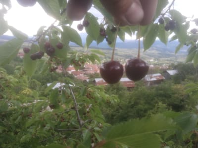 The image shows a close-up view of ripe cherries on a tree branch, with a rural landscape in the background. The cherries are a deep red color and are clustered together. The leaves of the cherry tree are green and appear healthy. In the background, there are rolling hills covered with trees and a few buildings with red roofs. The sky is overcast, suggesting a cloudy day. The location is identified as Valkosel, Bulgaria.