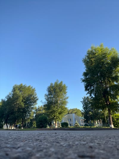 The image depicts an outdoor scene with a low-angle perspective, looking upwards towards a clear blue sky. In the foreground, a textured, grey surface, possibly asphalt or concrete, occupies the left side of the frame, extending from bottom to top. A narrow strip of grass separates this surface from a row of trees.
The trees are lush and green, with dense foliage. They are arranged in a line, creating a natural border. Behind the trees, a light yellow building with multiple windows is partially visible. The building appears to be a residential or institutional structure. Further in the background, more trees and glimpses of other buildings can be seen, suggesting a suburban or urban park-like setting.
The composition emphasizes the contrast between the textured foreground, the natural element of the trees, and the man-made structure. The clear blue sky indicates fair weather, and the bright lighting suggests it is daytime, likely morning or afternoon given the quality of the light. There is no visible text in the image. The overall impression is one of a peaceful, sunny day in an area with significant greenery. The orientation of the image is portrait.