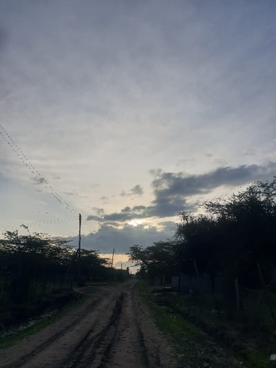 The image displays a rural landscape scene, likely captured during either sunrise or sunset, given the soft, diffused lighting. The photograph is oriented vertically, but when viewed horizontally (rotated clockwise), it reveals a wide dirt road stretching from the foreground into the distance. Distinct tire tracks are visible on the road surface, indicating its regular use by vehicles.
The road is flanked on both sides by dense vegetation, primarily trees and bushes, which create a dark, almost silhouetted border against the sky, especially on the right side. On the left side of the road, a utility pole with several overhead lines extends across the mid-ground, suggesting basic infrastructure in the area.
The sky dominates the upper portion of the scene, featuring an expanse of clouds. These clouds vary in density, with some appearing darker and more defined, while others are lighter and scattered. The sun is visible through a break in the clouds towards the middle-right of the sky, casting a warm, gentle glow that illuminates parts of the cloud cover.
There are no people or animals visible, and no specific activity is taking place; the scene captures a tranquil moment in the landscape. No visible text or discernible buildings are present, only the natural elements and a few utility structures. Given the context, this scene likely represents a typical rural pathway within Mua ward, Kenya, characterized by its unpaved roads and abundant natural growth.