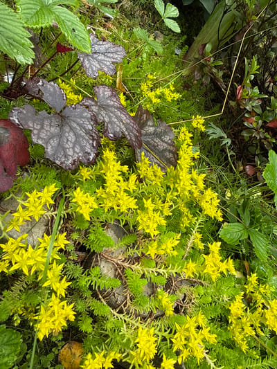 The image shows a close-up view of a garden bed in Залесье Снт, Russia. The primary subjects are a dense patch of low-growing green succulents, interspersed with bright yellow star-shaped flowers. Several large, dark purple leaves with intricate veining are also prominent in the upper left and center portions of the frame. These dark leaves appear to be from a different plant, possibly a Heuchera. The ground cover is a mix of moss, soil, and some small stones. In the background, various other green plants and foliage are visible, including some with red-tinged leaves and others with broader, lighter green leaves. The overall impression is of a natural, somewhat wild garden setting. There are no people or animals visible in the image. The lighting suggests it is daytime, possibly overcast, as there are no harsh shadows.
