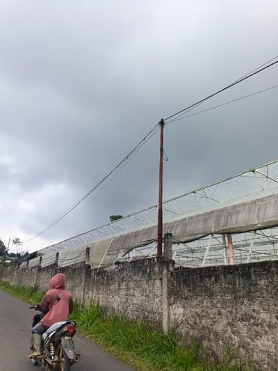 The scene depicts a single individual operating a dark-colored motorcycle on a paved road in Koipa, Papua New Guinea. The individual wears a salmon-colored hooded garment, dark lower garments, and light-colored, knee-high boots, and is traveling away from the camera. To the right of the road, a weathered concrete perimeter wall, approximately 1.5 meters high, exhibits dark discoloration and patches of green vegetation at its base. Beyond this wall, a large greenhouse complex is visible, featuring a translucent roof structure supported by a metal framework. The roof material shows signs of dirt and wear. A tall, slender, dark-colored utility pole stands between the wall and the greenhouse, supporting several overhead power lines that extend horizontally across the frame. The sky is heavily overcast, suggesting daytime conditions without direct sunlight. Distant trees are visible on an elevated terrain behind the greenhouse structure.