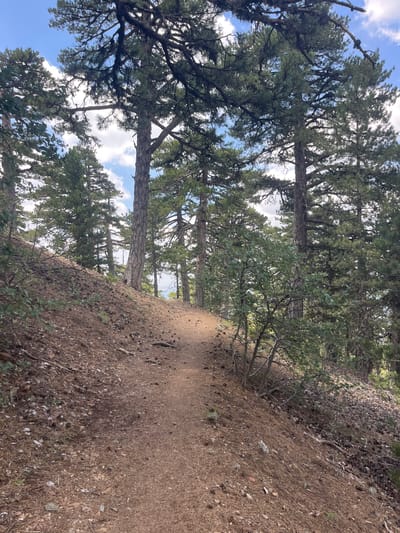 The image shows a dirt path winding uphill through a pine forest. The path is dry and covered in pine needles and cones. Tall pine trees with rough bark dominate the scene, their branches extending overhead and filtering sunlight. The ground on either side of the path is sloped and also covered in pine debris. In the background, more trees and glimpses of a blue sky with scattered white clouds are visible. The scene depicts a natural, outdoor environment, likely a hiking trail in a mountainous or hilly area. The specific location is a forest path in Prodromos, Cyprus. There are no people or animals present in the image.