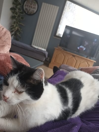 A black and white cat is lying on a purple blanket. The cat is positioned in the right of the frame. In the background, a television is mounted on the wall above a wooden cabinet. To the left, a window is visible with a radiator beneath it. There is a small circular mirror on the wall and greenery. The location is Aubange, Belgium.