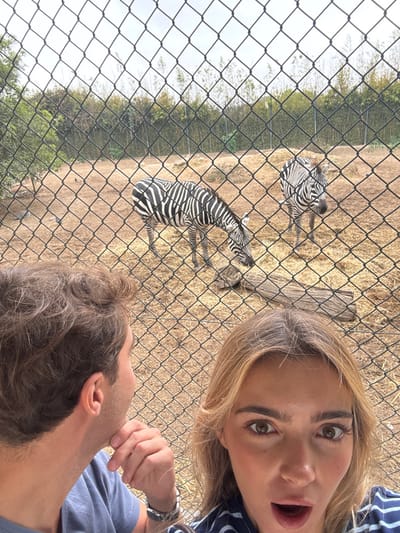 A close-up, selfie-style photograph depicts two individuals observing two zebras through a black wire mesh fence at Zoo da Maia, Cidade da Maia, Portugal. In the immediate foreground, a female with light brown hair, wearing a striped blue and white shirt, faces the camera with wide eyes and an open mouth, conveying surprise. To her left, a male with curly brown hair, wearing a blue t-shirt and a watch on his left wrist, is seen from the back-left profile, looking towards the zebras with his right hand resting near his chin.
Beyond the fence, two zebras occupy an enclosure with dry, light brown soil sparsely covered by hay. The zebra positioned left of center has its head lowered, appearing to feed from the ground. The second zebra, positioned to the right, stands upright, facing partially left. Both zebras display distinct black and white striped patterns. A dark, weathered tree log lies on the ground between the two zebras. The background behind the enclosure consists of a dense line of tall green vegetation, likely bamboo, beneath a light, overcast sky.