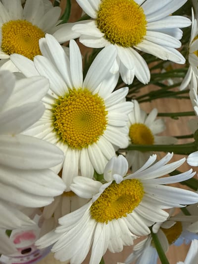 The image displays a close-up of a bouquet of white daisies with bright yellow centers. The flowers are arranged in a way that suggests they are either in a vase or being held. Some petals appear slightly wilted, and there are subtle variations in their white color, with some hints of brown or yellowing at the tips. The background is blurred, but appears to be a warm, earthy tone, possibly wood grain or a textured surface. There is a hint of green foliage interspersed among the flowers. In the lower left portion of the image, a small fragment of a pink and white patterned object is visible, suggesting it might be part of a wrapping or a decorative element associated with the bouquet. The lighting is soft and natural, highlighting the texture and form of the daisy petals and their vibrant centers. The image does not contain any identifiable landmarks or features that would indicate a specific location within Rome, United States of America.