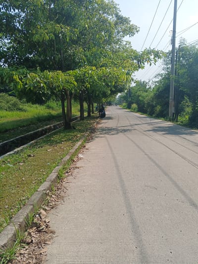 The image depicts a rural road in Cibungbulang, Indonesia, under a clear, sunny sky. A paved road, marked with tire tracks, stretches into the distance, flanked by a concrete sidewalk and a drainage ditch filled with grass and fallen leaves. A row of trees with green foliage lines the left side of the road, casting shadows on the pavement. On the right side of the road, a dense growth of trees and vegetation is visible, along with utility poles and overhead power lines. A person is seated on a motorcycle parked on the sidewalk, and another vehicle is seen in the distance on the road. The environment appears to be quiet and relatively undeveloped, consistent with a suburban or rural setting.