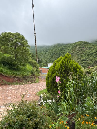 The scene depicts a mountainous rural landscape in Valle Colorado, Argentina, under an overcast sky with visible low-lying clouds or mist. In the immediate foreground, a garden plot features a prominent conical dark green shrub on the right, directly in front of which stands a tall stalk adorned with multiple pink blossoms. To the right of the shrub, rows of green corn stalks are visible, accompanied by ground-level plantings of smaller white and orange flowers and dense green foliage. A curving path, constructed from irregular reddish-brown and grey cobblestones, traverses the midground from the lower left towards the center-right. To the left of this path, a steep embankment is covered in green grass and supports a large, mature deciduous tree. Further along the path in the midground, a partially constructed single-story brick building with a light-colored roof is visible. A tall, slender utility pole, heavily overgrown with epiphytic vegetation, extends vertically from the mid-left portion of the frame towards the top. The background consists of densely forested green mountains, their upper portions partially obscured by the prevailing cloud cover. No individuals or animals are present in the image.