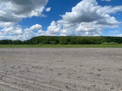 The image depicts a recently plowed field under a bright blue sky with scattered cumulus clouds in Matyashivka, Ukraine. A strip of green vegetation separates the field from a line of dense trees in the background. The soil in the field appears damp and shows rows indicating recent cultivation, with emerging small seedlings visible across the area. There are no visible people, animals, or man-made structures. The environment is rural and agricultural.