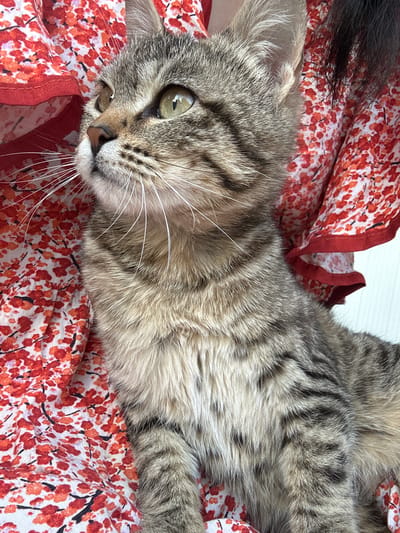 A tabby cat with green eyes is lying on a red and white floral patterned fabric, likely a blanket or article of clothing. The cat is positioned on its side, facing the viewer with a relaxed expression. The location, Манкент, Kazakhstan, cannot be determined from the image.