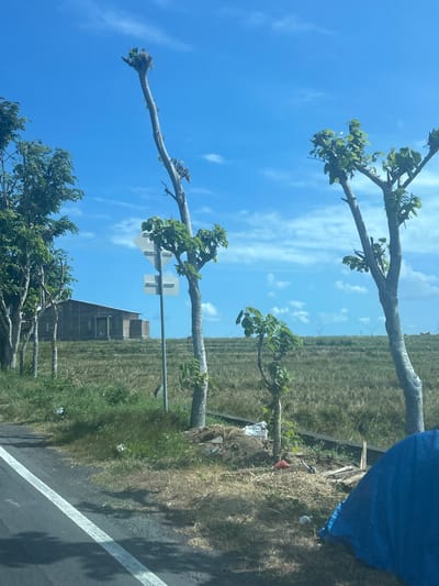 A daytime, eye-level outdoor shot shows a rural scene near Jeneponto, Indonesia. The foreground features a paved road with a white line, bordered by dry grass and some scattered debris, including a blue tarp on the right. Several young trees with sparse foliage stand along the roadside. In the middle ground, a large, rectangular, weathered building with a reddish-brown roof and visible structural elements stands against a backdrop of dry, grassy fields. A road sign with two reflective panels is positioned between the road and the building. The sky is a bright blue, dotted with scattered white clouds. In the distance, faint outlines of wind turbines are visible on the horizon. The overall impression is of a dry, possibly agricultural or undeveloped landscape.