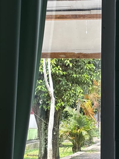 Through a window, lush greenery unfolds. A variety of plants are visible, including dense bushes, palm fronds, and a large tree trunk. A white band stretches across the scene, potentially a barrier or rope. A glimpse of a building or structure is visible in the distance beyond the foliage. The window frame and partially obscured blinds frame the view.