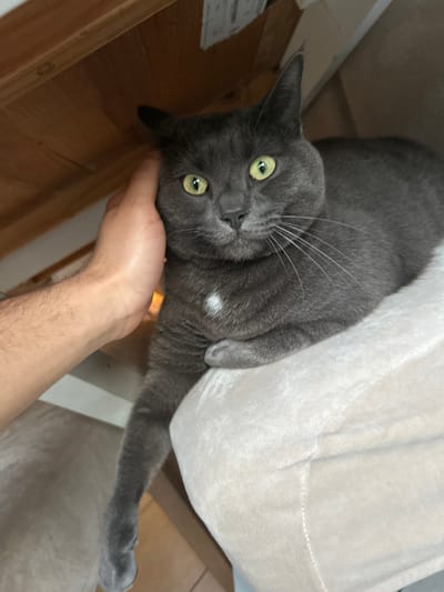 This indoor scene, located in Saint-Quentin, France, captures a close-up of a grey domestic cat interacting with a human hand. The cat, a solid grey shorthair with a distinct small white spot on its upper chest, prominent lime-green irises, and long white vibrissae, is resting on a light beige, plush surface, consistent with a pet bed or cushion. Its right front limb is tucked beneath its body, while the left front limb extends downward. A human hand, displaying visible forearm hair, is positioned against the cat's left cheek and head, indicating a petting action. The cat's head is slightly tilted, and its direct gaze is fixed forward. The immediate background reveals the underside of a light-toned wooden structure, suggestive of a table or shelf, with an additional lighter vertical surface partially visible behind it.