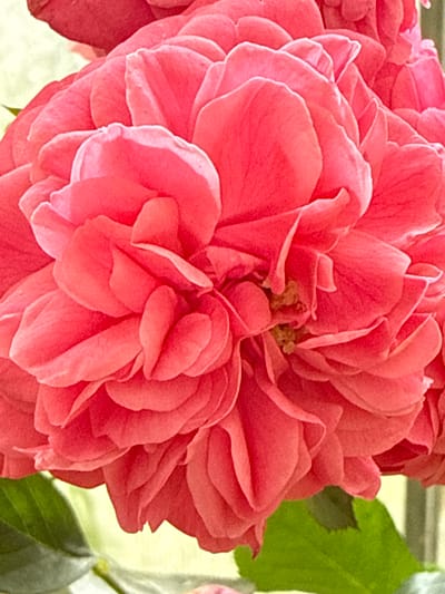 The image is a close-up, vertical shot of a bright pink, multi-petaled flower, likely a rose or camellia, set against a soft, out-of-focus background of muted green leaves and a pale yellow-green hue. The flower dominates the frame, its intricate layers of petals creating a sense of depth and texture. The lighting highlights the delicate curves and edges of the petals, with some areas appearing almost translucent due to the light passing through them. The color palette is predominantly warm, with varying shades of pink and coral. There is no discernible human presence or activity. The environment suggests an outdoor setting, possibly a garden, given the presence of leaves. No specific details about the city of Залесье Снт, Russia, can be identified from the image itself, other than the potential for it to be a location where such flora might be found.