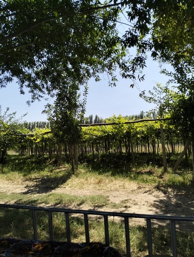 This media file depicts a scenic view of a vineyard in Aktam (Tashminvody), Uzbekistan. The scene is bathed in the bright sunlight of a clear day, suggesting it was captured during midday. The vineyard features rows of grapevines supported by wooden trellises and concrete posts, with lush green leaves creating a vibrant canopy. The vines are densely planted, extending into the background where a line of tall trees forms a natural border.
In the foreground, a dusty path covered with sparse grass leads towards the vineyard. A dark metal railing is visible across the bottom of the frame, with a patterned textile underneath, hinting at a seating area or overlook. The overall atmosphere is peaceful and idyllic, typical of a rural setting during a sunny season. The focus is on the natural beauty of the vineyard and its surroundings. There is no visible text in the image.