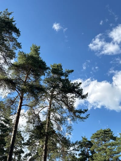 The image is a low-angle shot looking up at a clear blue sky with scattered white clouds, framed by the branches and dark green needles of coniferous trees. The trees are the primary subject, their intricate branches creating a lattice-like pattern against the sky. The perspective is from beneath the canopy, suggesting the viewer is standing below the trees and looking upwards. The lighting indicates it is daytime, likely late morning or early afternoon, with the sun filtering through the branches. The weather appears to be fair, with a bright sky and fluffy clouds. The scene evokes a sense of being in a forest or park, possibly in a location with mature evergreen trees. No people, objects, or text are visible in the image. The setting is implied to be outdoors in a natural environment.