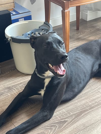 An indoor, overhead shot captures a black and white dog lying on its back on a light brown wooden floor. The dog, possibly a Pitbull mix, has short black fur with a prominent white patch on its chest and is wearing a light-colored collar. Its head is turned towards the viewer, mouth wide open with its pink tongue visible and teeth showing, conveying a happy or playful expression. The dog's bright eyes are looking directly at the camera.

Its head is partially obscured by or placed within a white plastic bucket that has a grey/blue grate insert, possibly part of a cleaning system. In the background, to the left, parts of a wooden chair with carved legs are visible. Below the chair, a blue and white cardboard box is partially seen, with the word "PARTY" legible on its side. The lighting suggests it is daytime, with natural light illuminating the scene. The dog's body stretches across the wooden floor, which features a distinct wood grain pattern.