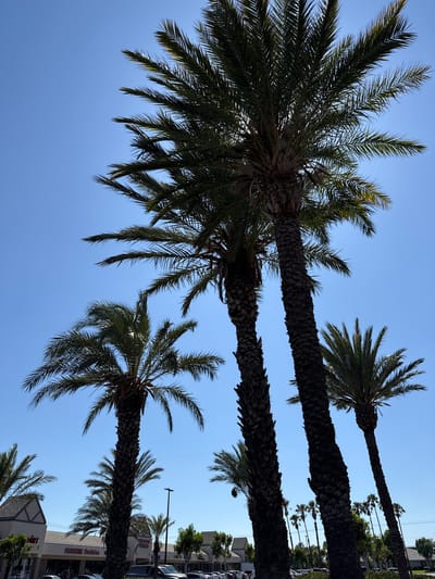 A medium shot captures a clear blue sky above a row of palm trees in Fontana, California. The palm trees are the prominent subjects, with their fronds extending upwards and to the sides, some silhouetted against the bright sky. In the background, a commercial strip mall is visible, with buildings featuring beige facades and pitched roofs. Signs for businesses such as "Premiere Fashion" and "Premiere Shoes" are discernible. Cars are parked in front of the shops, and streetlights are present. The scene is captured from a low angle, emphasizing the height of the palm trees and the expansive sky.