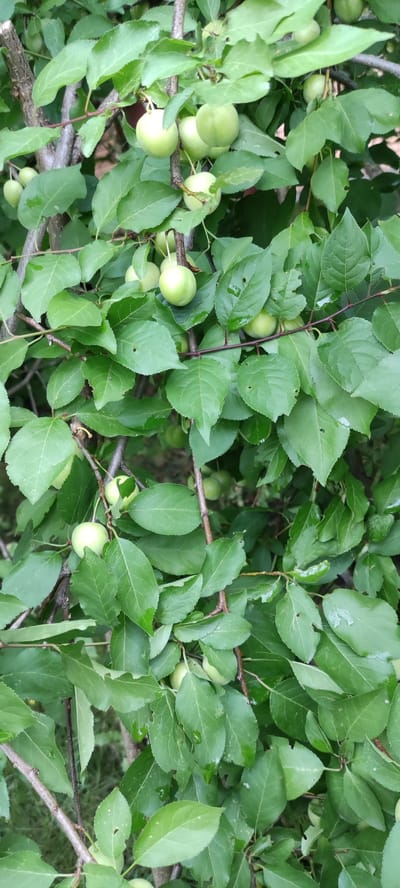 A close-up, high-angle vertical shot captures the lush green foliage of a fruit-bearing tree, likely in the city of Angolovo Klubnaya Rezidentsiya, Russia. The branches, dark and somewhat gnarled, are heavily laden with oval-shaped, unripe fruits, predominantly a pale green color with hints of yellow. These fruits, appearing to be plums or similar drupes, hang in clusters, some still attached to slender stems. The leaves are vibrant green, varied in shape, with some exhibiting small holes, possibly from insect activity. Water droplets are visible on some of the leaves and fruits, suggesting recent rain or dew. The background is blurred, hinting at more greenery and the natural environment surrounding the tree.