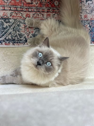 A light-gray Ragdoll cat with striking blue eyes is lying on a patterned rug. The cat's tail extends to the left. Its head is tilted upward, looking directly at the viewer. The rug's pattern features shades of red, white, blue, and gray. To the cat's right, there is a textured white vertical surface. The cat is on the floor. It is impossible to ascertain the location in the city of Buduk, Indonesia.