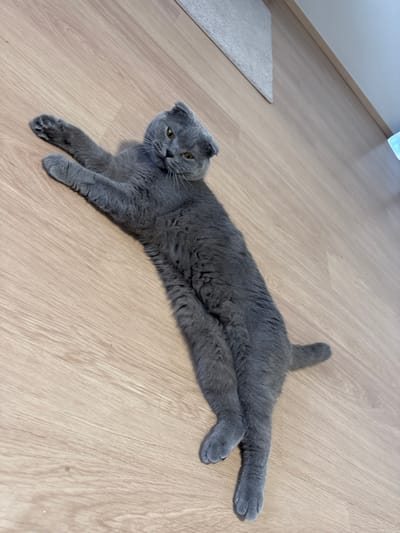 A grey Scottish Fold cat is lying on its back on a light-colored wooden floor. The cat's front legs are extended upwards and to the left of the frame, with its paws open. Its hind legs are crossed over each other, with the paws tucked in. The cat's head is tilted back, and its eyes are open, looking towards the viewer. The cat has folded ears, typical of the breed. The floor appears to be made of laminate or hardwood planks. In the upper left portion of the image, a light-colored rug is partially visible, and a sliver of a light blue object can be seen in the far upper right corner. The overall lighting suggests an indoor environment. The image does not provide any information about the city of Turnhout, Belgium.
