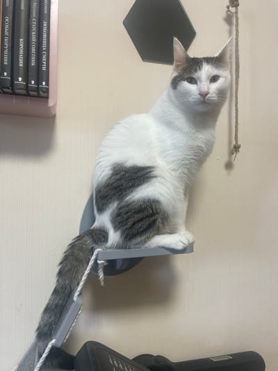 A white cat with gray tabby markings sits on a gray wall-mounted shelf. The cat is looking forward with its ears perked. Behind the cat on the shelf are several books with dark covers and gold lettering. To the left of the shelf is a light pink wall. To the right of the cat, a rope hangs from the ceiling and is attached to a screw in the wall. The background is a beige, textured wall. The overall scene appears to be an indoor domestic setting. There is no information to ascertain the location as Podstepki, Russia.