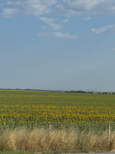 A vast field of sunflowers stretches across the landscape under a pale blue sky dotted with wispy white clouds. The sunflowers, facing upwards, form a dense carpet of yellow and green, extending towards the horizon. In the distance, a line of trees marks the edge of the field, with some industrial structures visible beyond them, including smokestacks emitting faint plumes. A fence line runs through the foreground, with dry, straw-colored grass growing on either side, and a single wooden post is visible. The image appears to capture a rural scene in the vicinity of Загорци, Bulgaria.