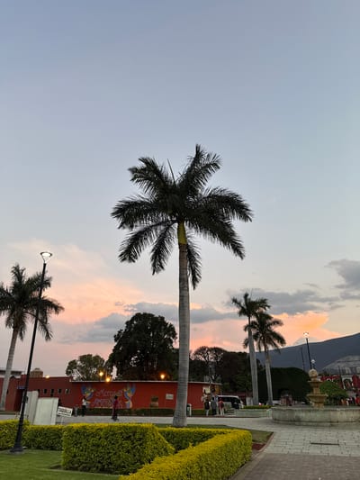 Captured in Santa María del Tule, Mexico, the image showcases a tranquil dusk scene. Three palm trees of varying sizes dominate the foreground under a fading sky with streaks of gray, orange, and pastel clouds. Behind the trees, a low red building displaying the word "Mercado" and an artistic rendering. A fountain stands amidst manicured greenery along a brick pathway, hinting at an open public space. Several people are visible and interacting near the muralled wall of Mercado Artesanal. The backdrop features a softly blurred mountain range partially obscured by the sky’s gentle hues. Lampposts line the scene.