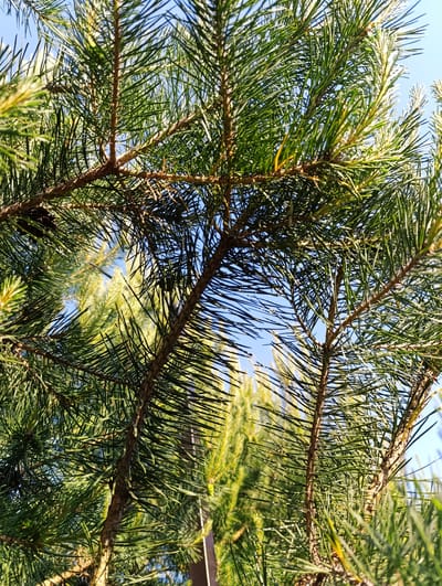 A close-up, low-angle shot reveals the needles and branches of pine trees against a bright blue sky. The foreground is dominated by the textured, brown bark of the trees, interspersed with lush green needles. Some of the needles are sharply defined, while others are softer, suggesting variations in light and focus. The background shows more pine trees, out of focus, and hints of sunlight filtering through the branches, creating a bright, hazy effect. The scene appears to be outdoors in a natural setting, likely a park or forest. Based on the query, the location is Ivanovskoe, Russia.