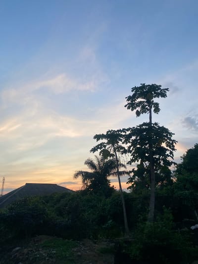The image captures an outdoor scene at either dawn or dusk in Enwan, Nigeria. The sky displays a gradient, transitioning from light blue with scattered, wispy cirrus clouds in the upper register to warm hues of pale yellow, orange, and soft pink at the horizon line.
The lower two-thirds of the frame are dominated by silhouetted tropical vegetation. Two prominent, tall trees, identifiable as Papaya (Carica papaya) due to their distinctive large, lobed leaves and visible fruit clusters along the upper trunk, stand centrally in the midground. A thinner palm tree is positioned to their left, and dense foliage extends across the lower right quadrant.
On the far left, a portion of a telecommunications tower rises above the horizon. Adjacent to it, a large building featuring a dark, steeply pitched roof, likely composed of corrugated material, is silhouetted against the illuminated sky. The immediate foreground consists of dark, uneven earth with scattered, low-lying vegetation. No human figures or animals are present, and no discernable actions or interactions are depicted.