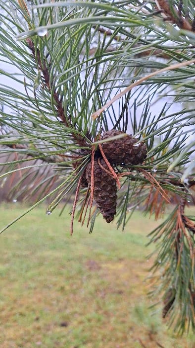 The image displays a close-up, vertical view of a wet pine branch, situated in Petriškė, Lithuania. The primary subjects are a section of a pine branch, its numerous green needles, and two dark brown pine cones. Multiple spherical water droplets are visible clinging to the individual pine needles and the scales of the cones, indicative of recent precipitation or condensation. The needles are slender and densely arrayed along the branch. Two mature, ovate pine cones hang from the branch, positioned slightly offset from each other. The background is out of focus; the upper portion presents a light grey or white expanse, suggesting an overcast sky, while the lower portion reveals a blurred expanse of green and yellowish-brown grass. No human figures, animals, or artificial structures are discernable. The lighting appears soft and even, consistent with an overcast condition.